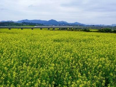 助力“百千万工程”，光明区妇联赴汕尾捷胜镇开展结对关爱活动