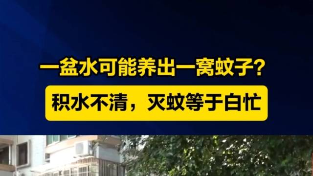 一盆水可能养出一窝蚊子？积水不清，灭蚊等于白忙