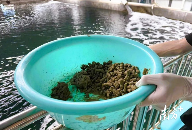 ▲黄鳍金枪鱼人工配合饲料