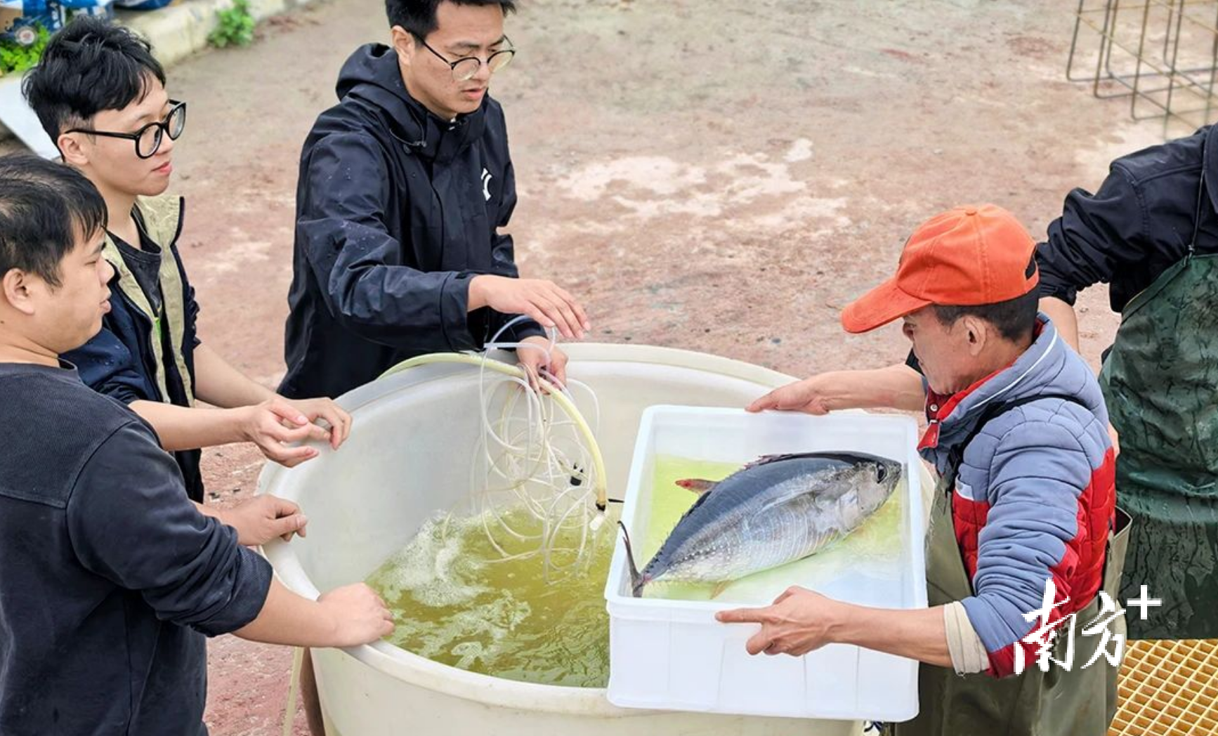▲广东省农业技术推广中心海洋渔业试验基地引进黄鳍金枪鱼养殖