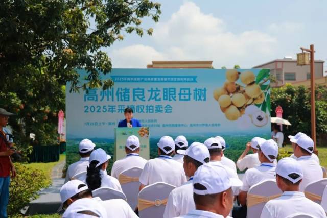 18 万！高州百年龙眼母树“第一摘”引疯抢