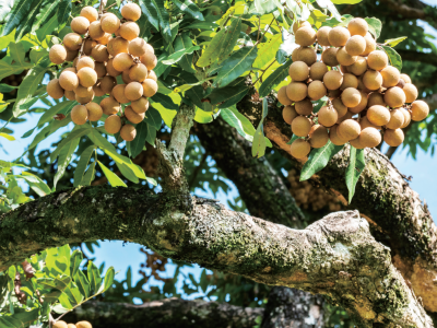 全链条打造高端品牌，高州发布“高州龙眼”系列标准