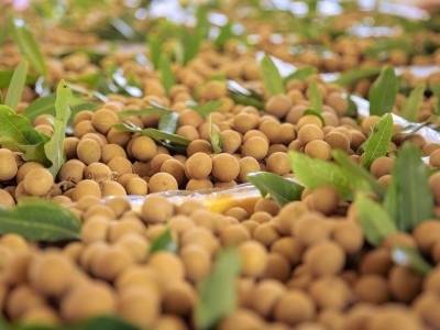 2025年高州龙眼预计产量32万吨，储良龙眼超过22万吨