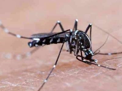 珠海出现基孔肯雅热病例，如何防控？