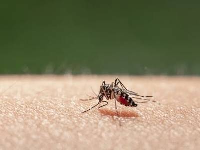 蚊子会被热死吗？关于蚊子的十大疑问
