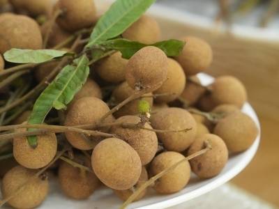 南农晨读丨储良龙眼出高州