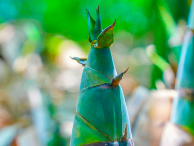 西牛麻竹笋！入选2025年农业品牌精品培育计划名单