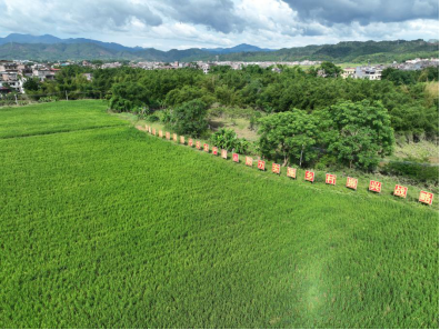 位于肇庆市怀集县的节水抗旱稻田。黄坚文 黄鹄摄