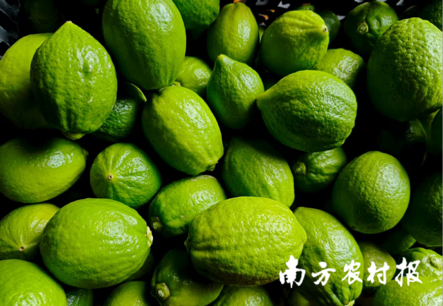 广西河池香水柠檬。