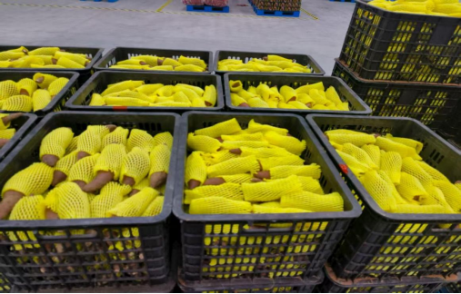 冷链产业园甘薯分拣。农业<strong>豆角的做法</strong>成功与钱大妈、社会薯光铺就了一条联农带农、化服