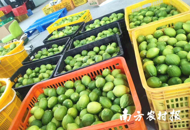 品质上佳！广西河池香水柠檬迎来丰收季