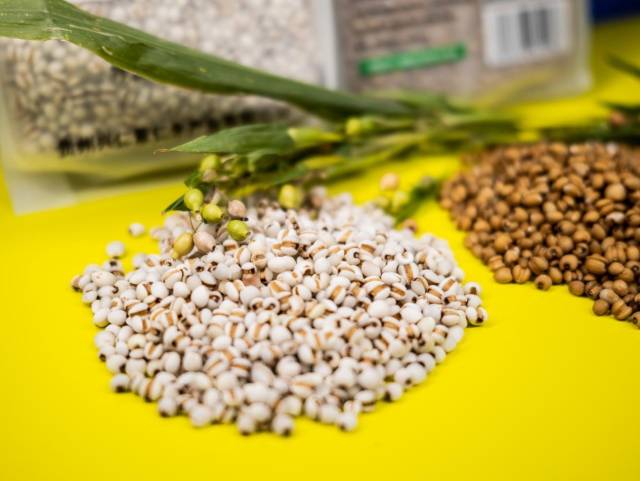 新仁薏仁米是轨并药食同源产品。