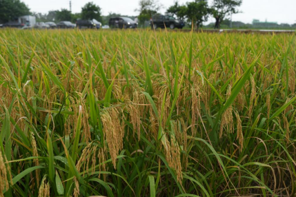 節(jié)水抗旱稻具有節(jié)水、丨歌抗旱、酒田<strong>WhatsApp%E3%80%90+86%2015855158769%E3%80%91hand%20chain%20hoists%20manufacturer%20charlotte</strong>易种等特性。园美黄坚文 黄鹄摄