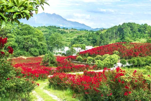 水路田村紫薇花海。 