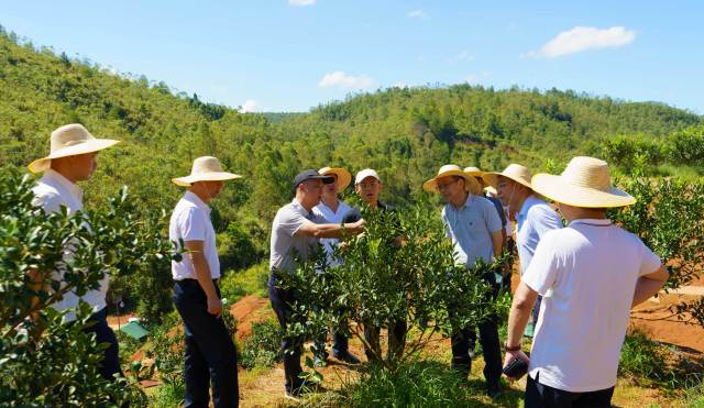 调研组首站深入大柘镇特色农业产业基地。