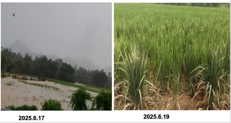 今年6月肇庆怀集遭遇洪水，但节水抗旱稻长势良好。受访者供图