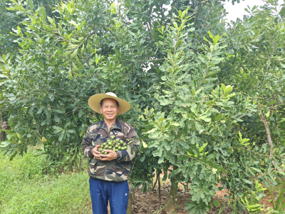 年产值超2000万元，封开白垢镇以“小坚果”撬动“大振兴”