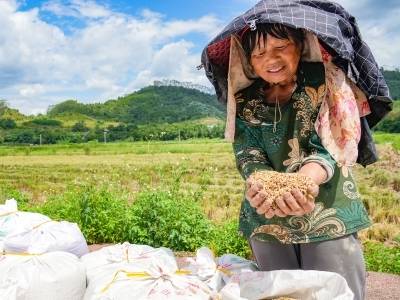视频｜抢晴收粮！梅州120万亩早稻开镰，颗粒归仓