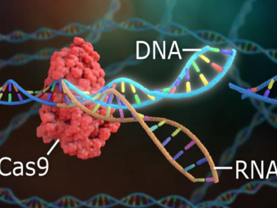 技术落地终极命题：谁来保证基因编辑的食品安全？｜解码基因编辑⑤