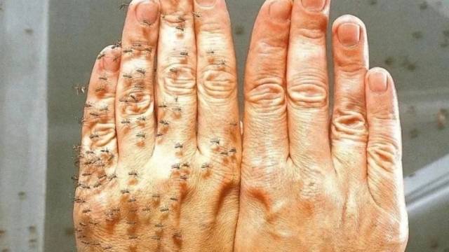 化学驱蚊PK草本驱蚊，哪个更好使？