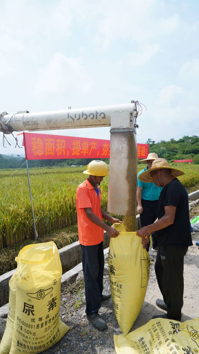 中洲镇节水抗旱稻亩产达到601.06公斤。