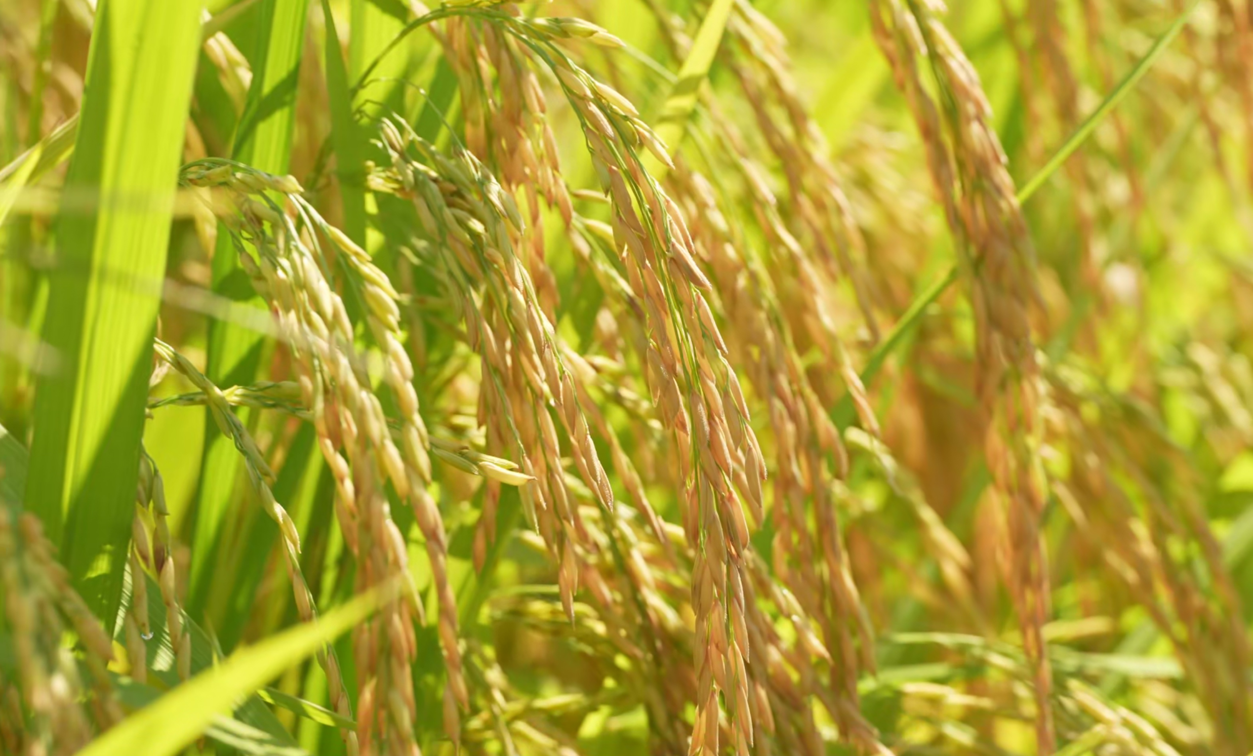 使用中国海油化学植物营养解决方案的水稻。 使用中国海油化学植物营养解决方案的水稻。