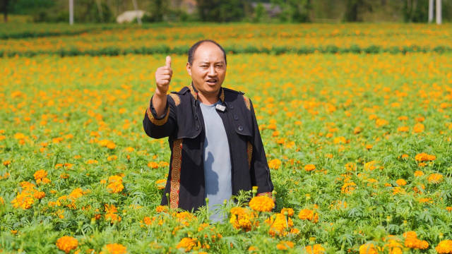 使用中国海油化学植物营养解决方案的万寿菊。