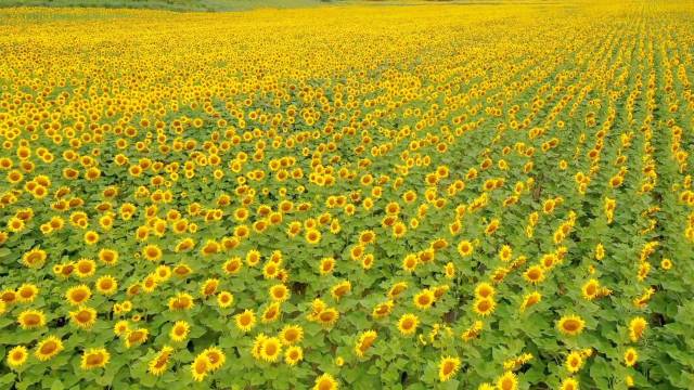 向日葵花海。 向日葵花海。
