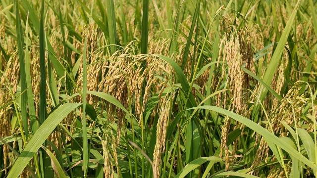 节水抗旱稻具有节水、抗旱、易种等特性，且抗洪涝能力较强。