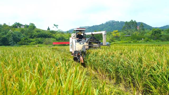 2025年怀集县节水抗旱稻测产推广活动在中洲镇举行。