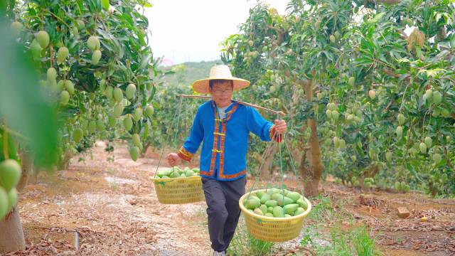 芒果喜获丰收。