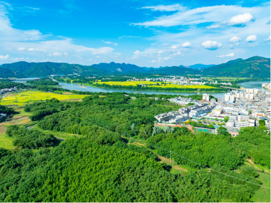 竹林郁郁葱葱。