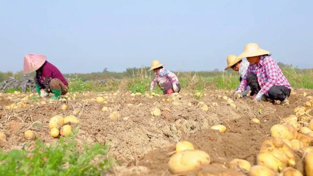 使用中国海油化学植物营养解决方案的马铃薯。