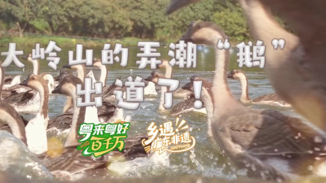 大岭山的弄潮“鹅”，出道了！| 粤来粤好百千万