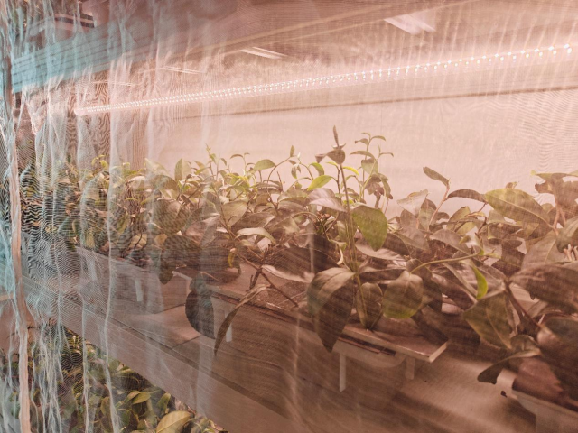 在华南农业大学茶小绿叶蝉研究工作站内，架子上摆满了水培的茶树，其间“居住”着人工繁育的小绿叶蝉。