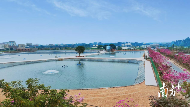 广东京塘农业有限公司罗非鱼标准化示范养殖场。