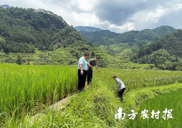 粤港澳大湾区采购商调研融水元宝山紫黑香糯产区