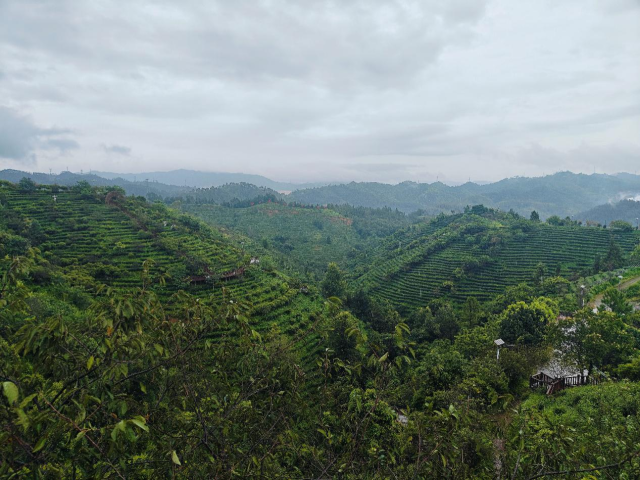 紫金县客茶谷风景区风光。