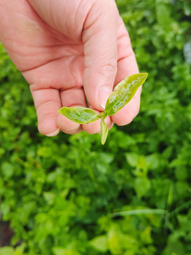 被茶小绿叶蝉叮咬过的茶叶嫩芽体内会产生多种特殊物质，制成的紫金蝉茶具有独特的蜜甜和花果香气，口感极佳。