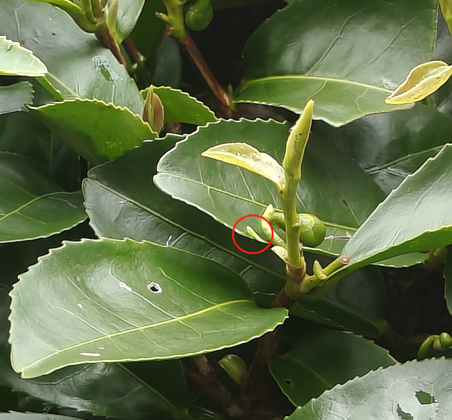 藏匿在茶叶上的小绿叶蝉。