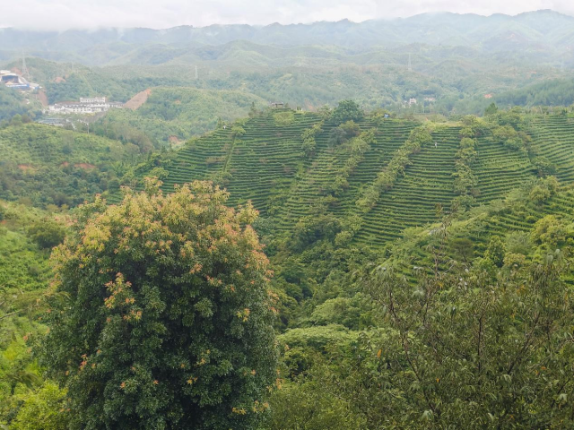 客茶谷是紫金县茶旅融合体系建设的示范点，现有2000多亩茶园。