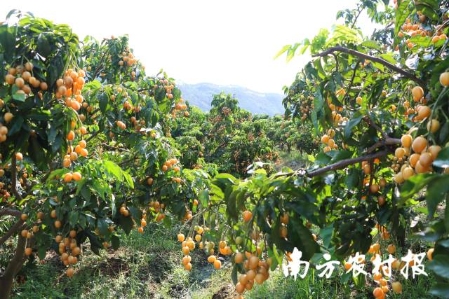 云浮郁南无核黄皮。摄影：张健珍 