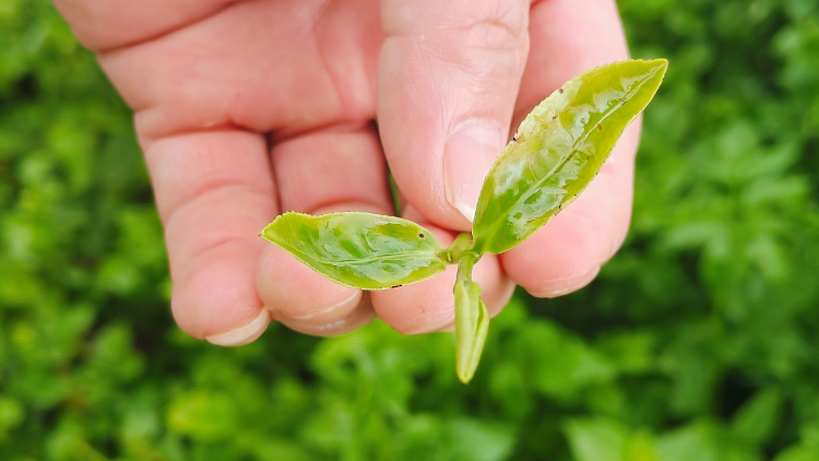 被“叮”上的紫金蝉茶，新质生产力的含金量还在上升