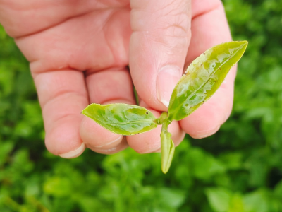 被“叮”上的紫金蝉茶，新质生产力的含金量还在上升