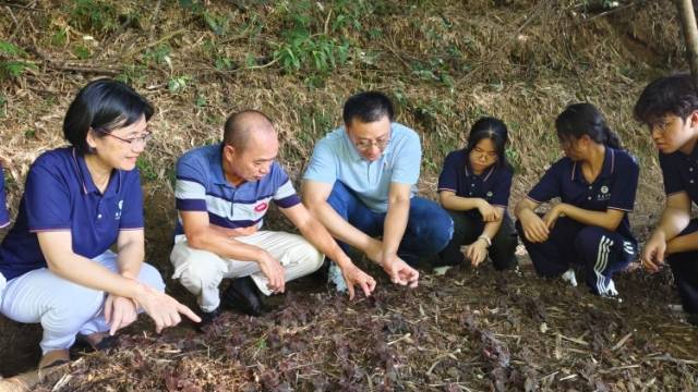 种草药、护水源……看广东大学生如何探索镇村发展新路径
