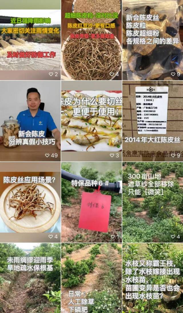披荆斩棘组建“陈皮集团军”的何乐声：让有华人处，就有陈皮香