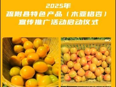 肉厚皮薄，汁多甘甜！6月16日，来疏附，品木亚格杏