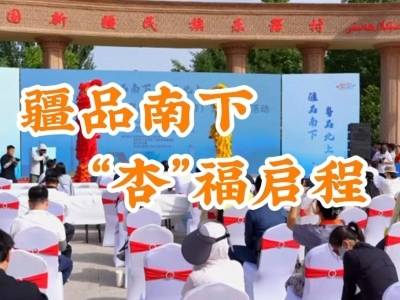 疆品南下，“杏”运启程！疏附木亚格杏即将上市入湾