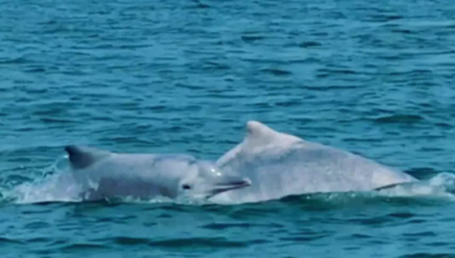 全运日历｜2025年8月2日，中华白海豚跃浪起舞，尽显活力姿态！