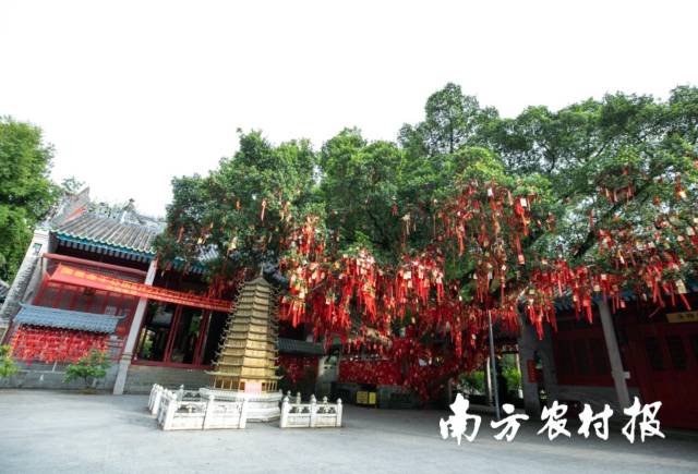 媒体采风团走进六祖故里旅游度假区。